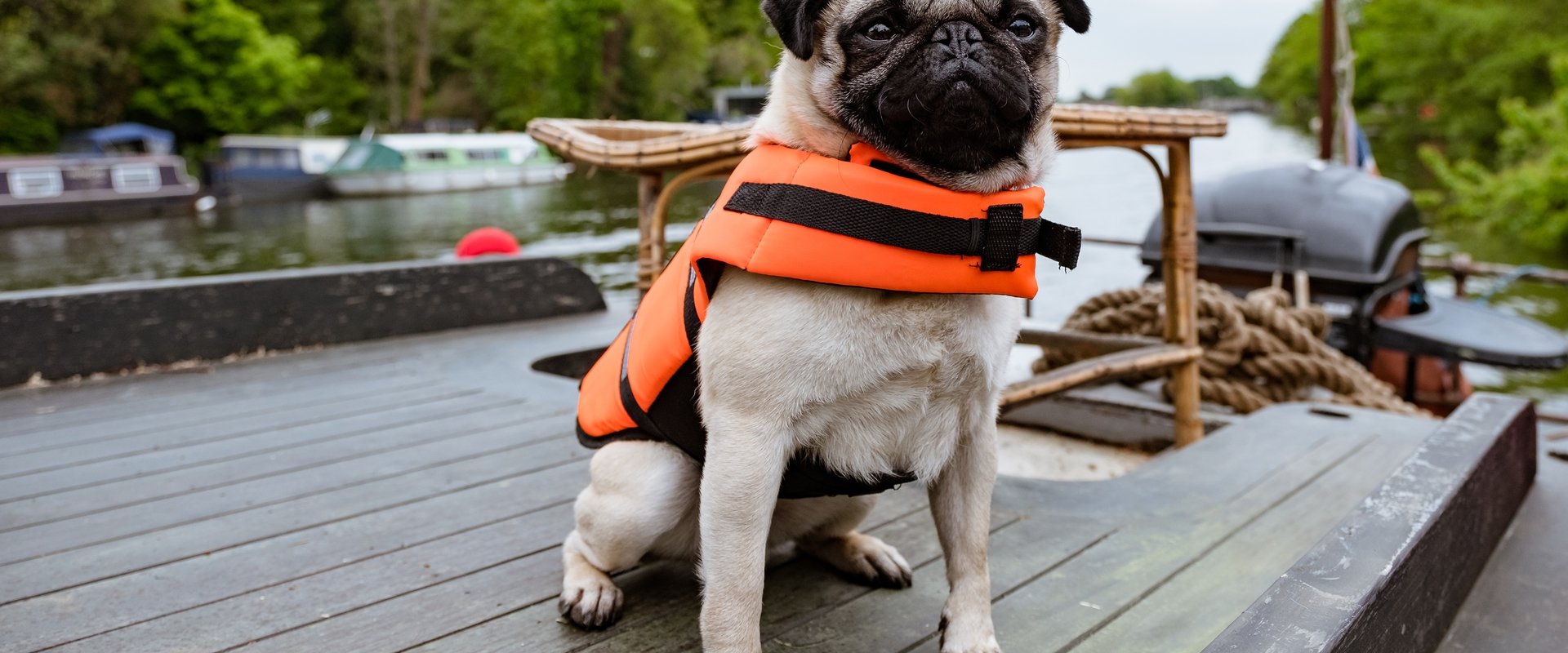 Ein Mops zum Verlieben