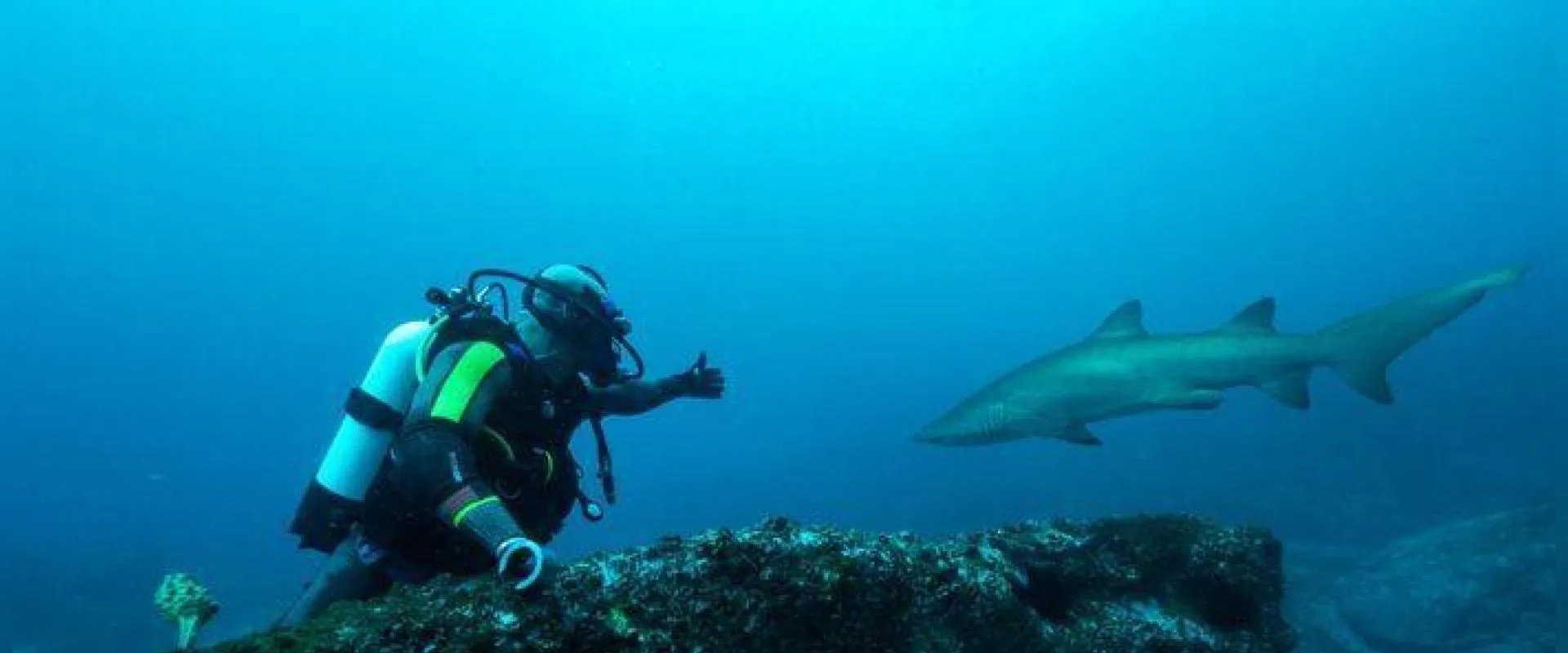 Sydney Harbor Shark Invasion
