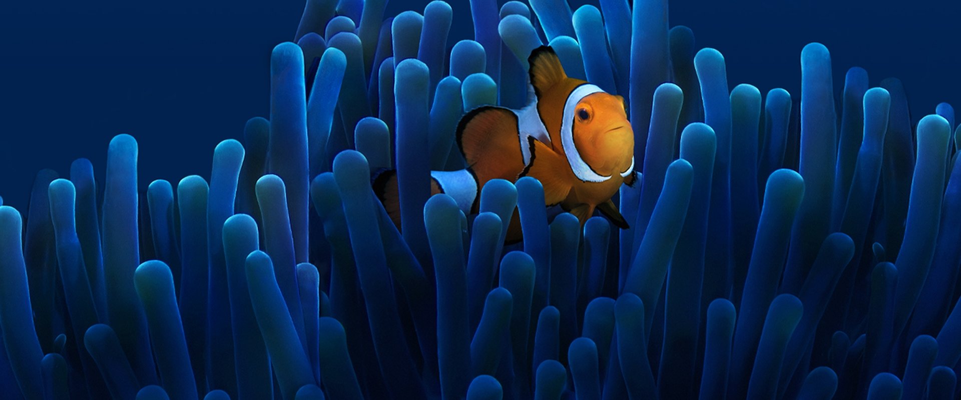 Australia's Ocean Odyssey: A journey down the East Australian Current