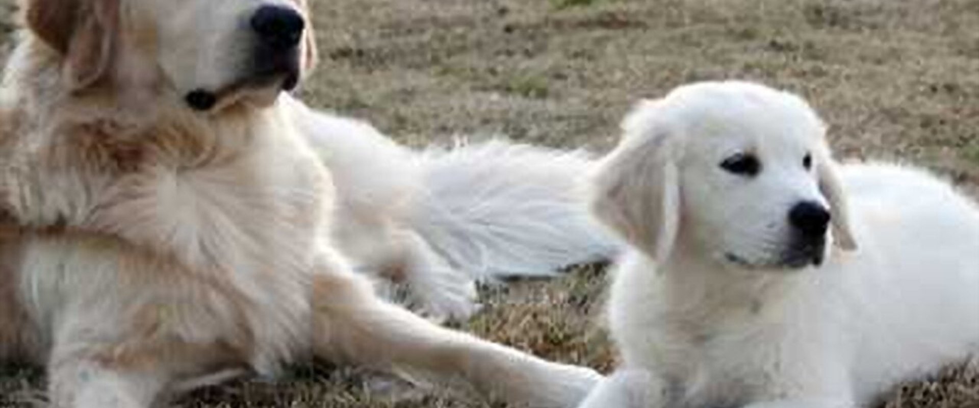 Adventures of Bailey: The Lost Puppy