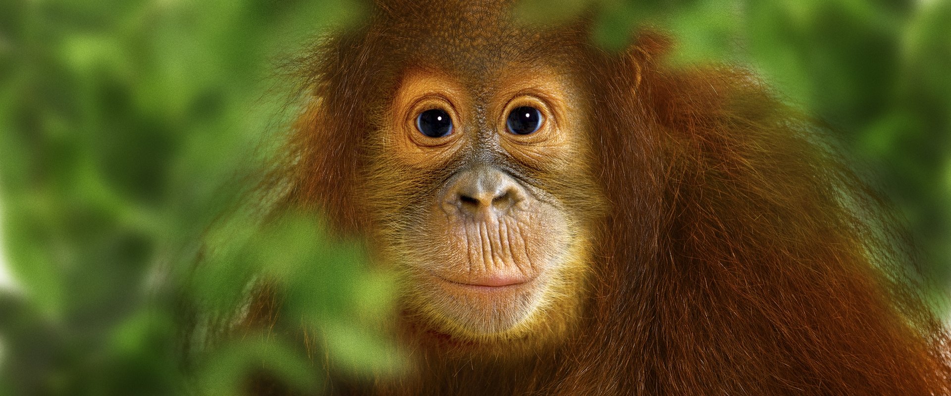Operation Orangutan