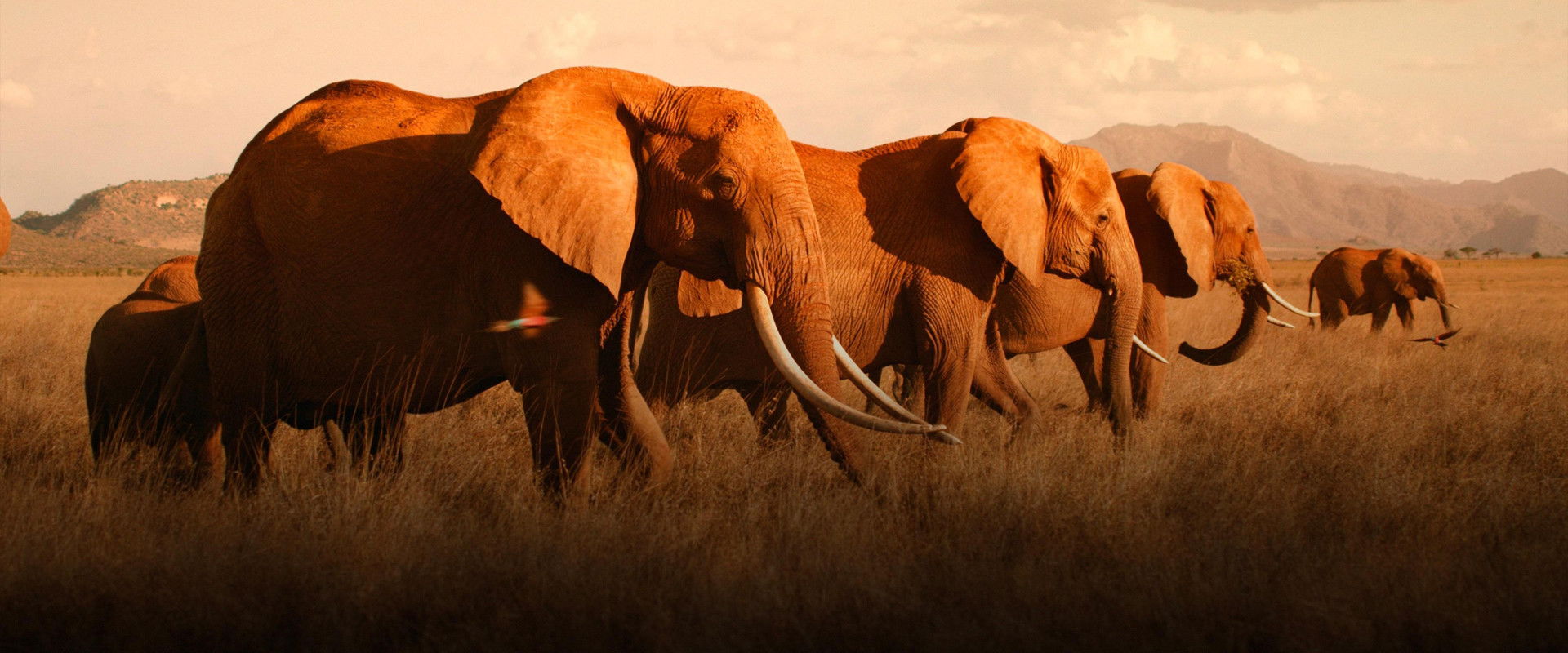 The Elephant Queen's banner image