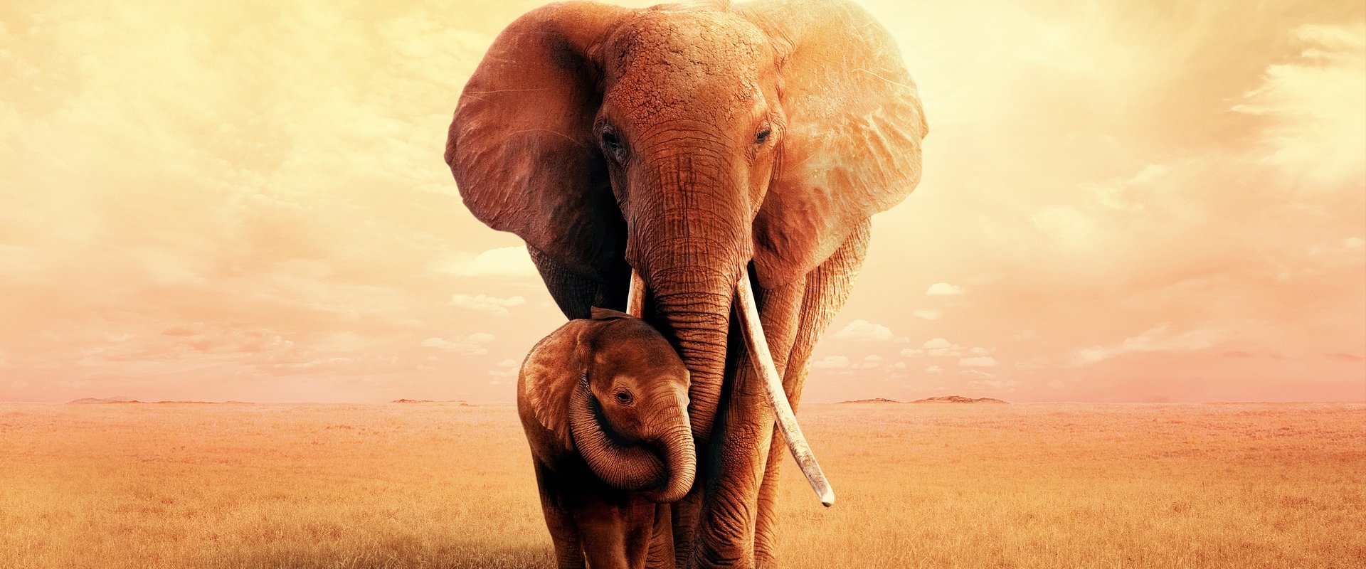 The Elephant Mother