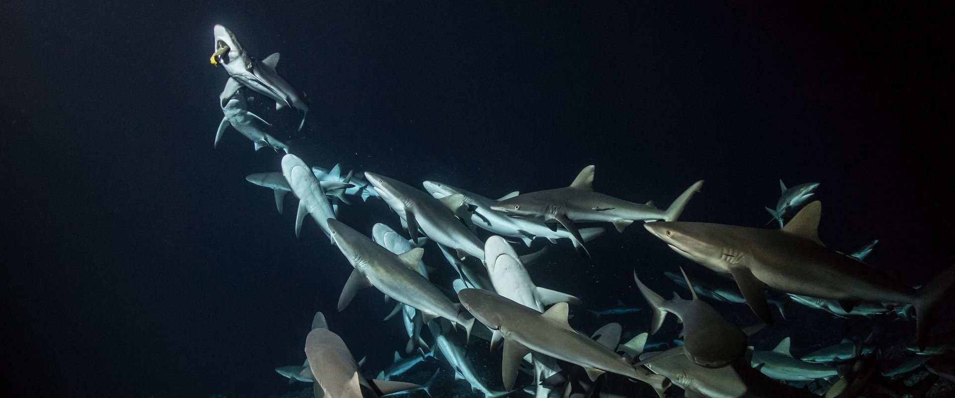 700 Sharks