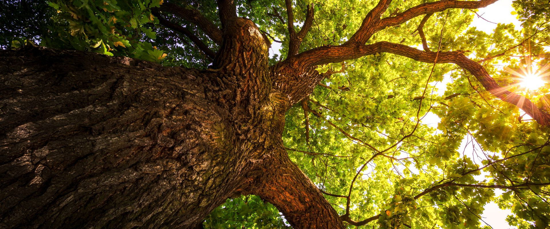 The Secret Life of Trees