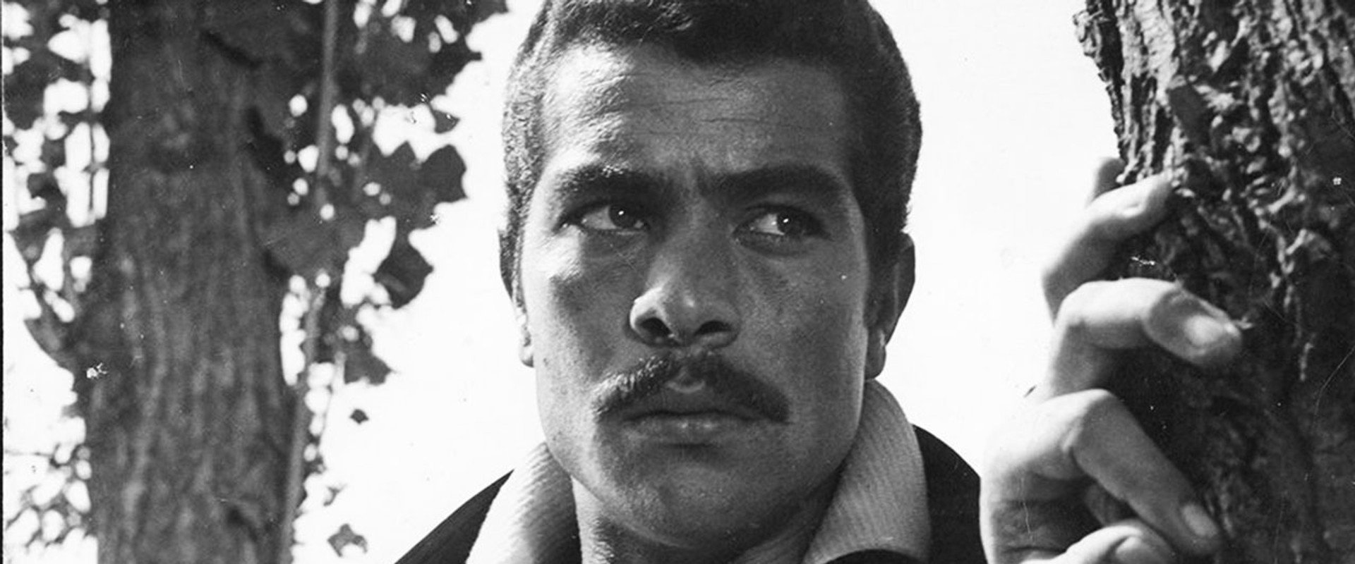 The Bride of the Sea's banner image