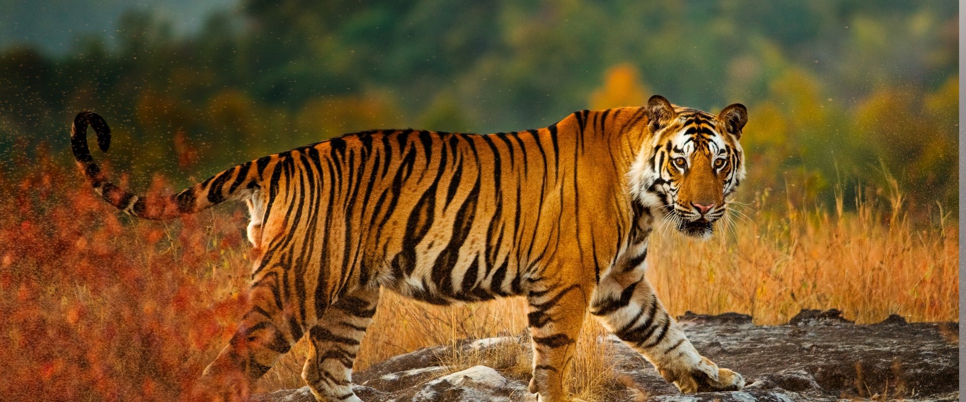 Tigerland