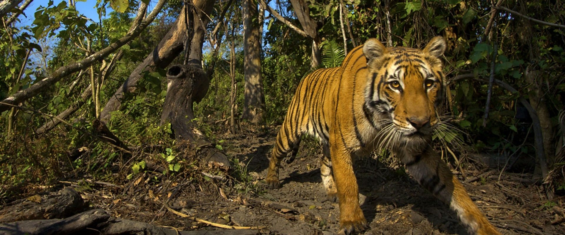Lost Land of the Tiger