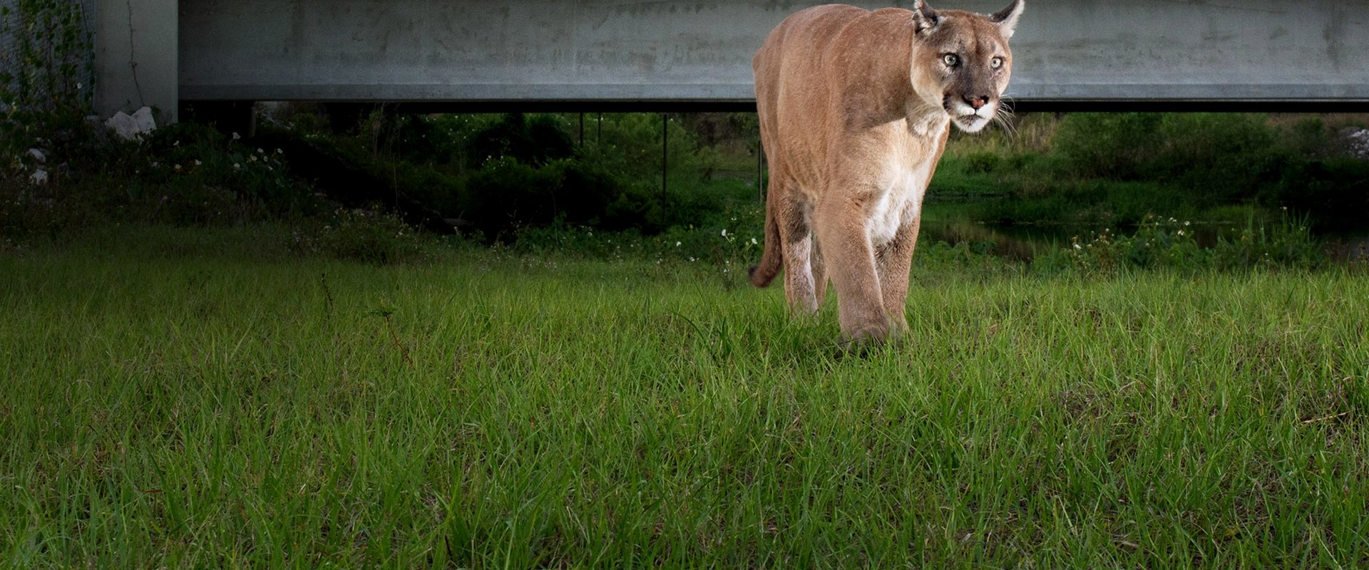 Path of the Panther