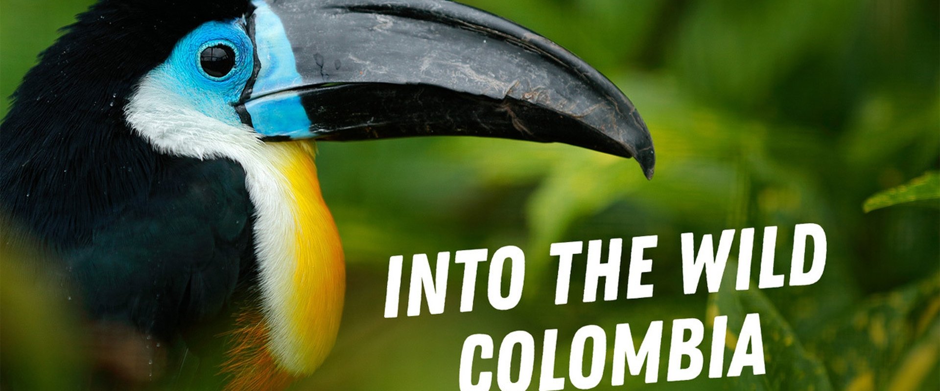 Into the Wild: Colombia