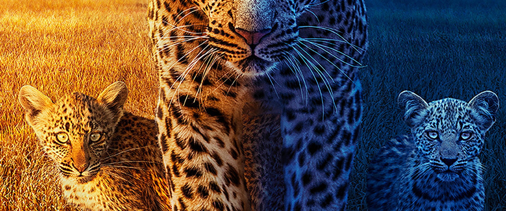 Big Cats 24/7
