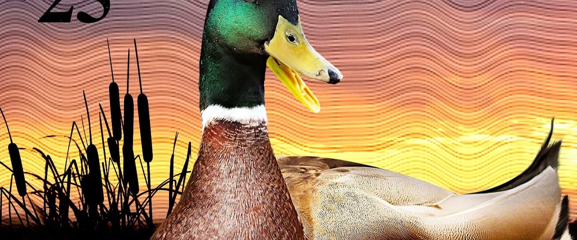 The Million Dollar Duck