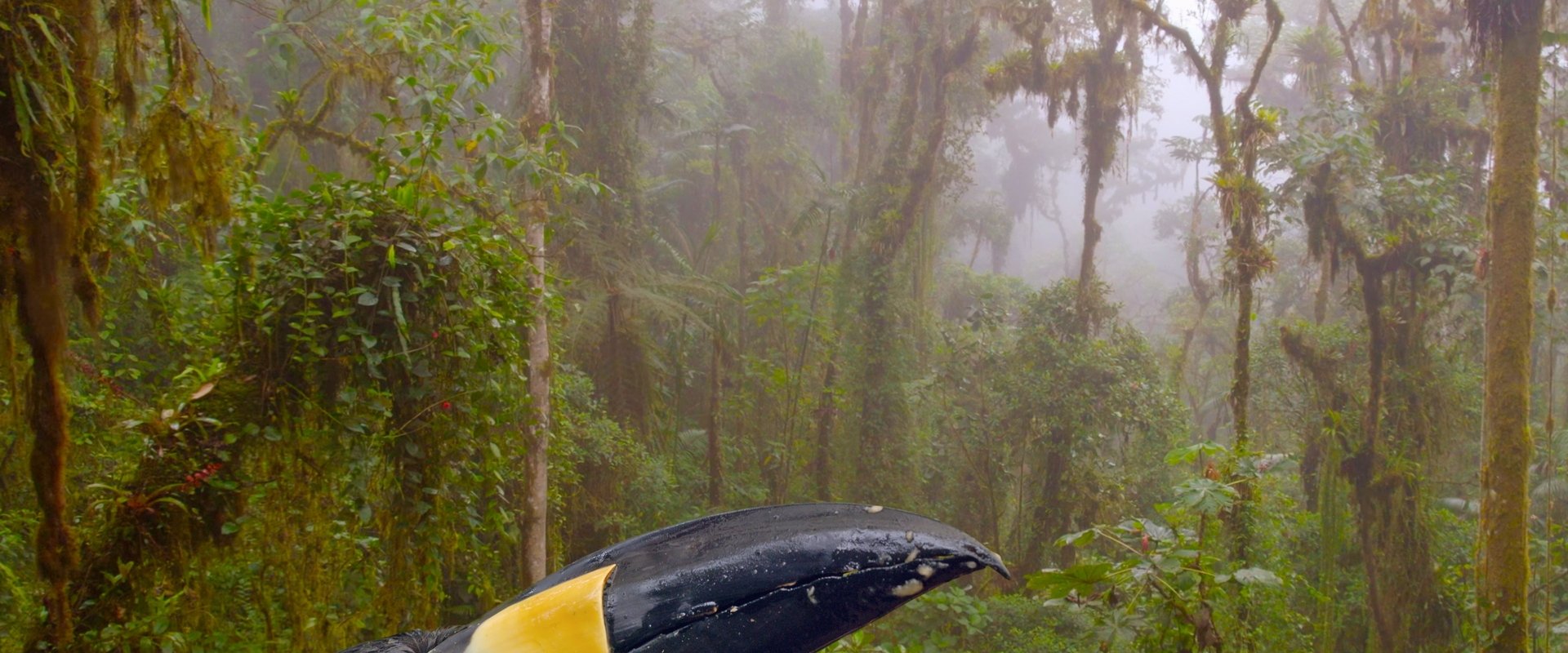 Ecuador: On the Wild Side