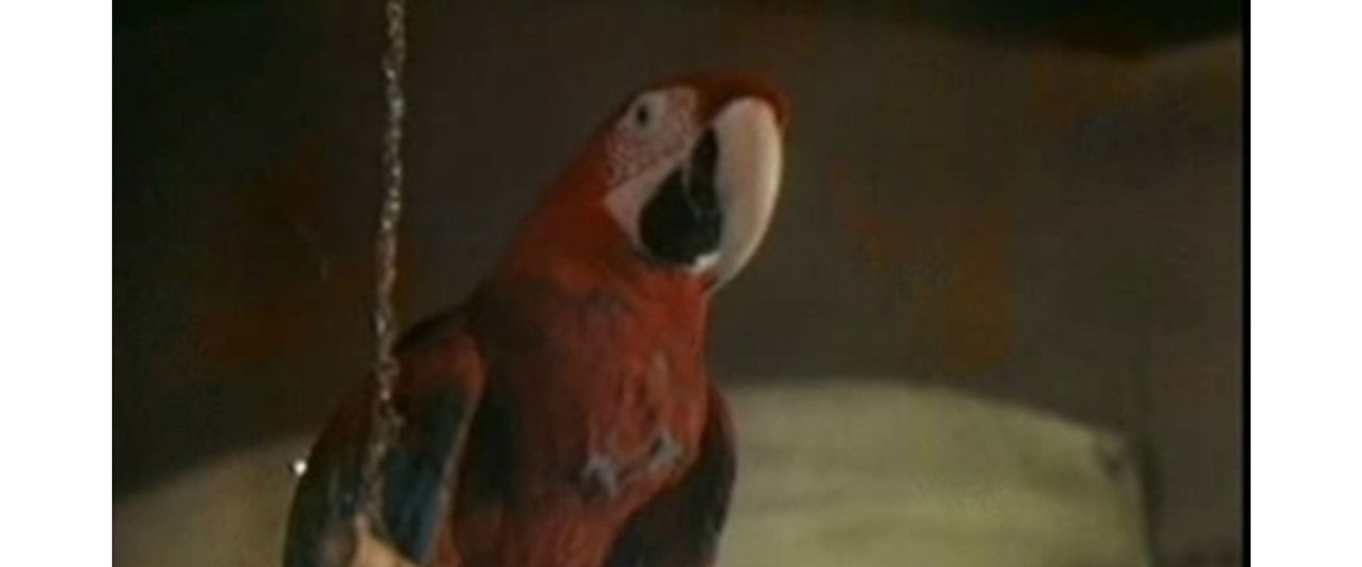 The Parrot Speaking Yiddish's banner image