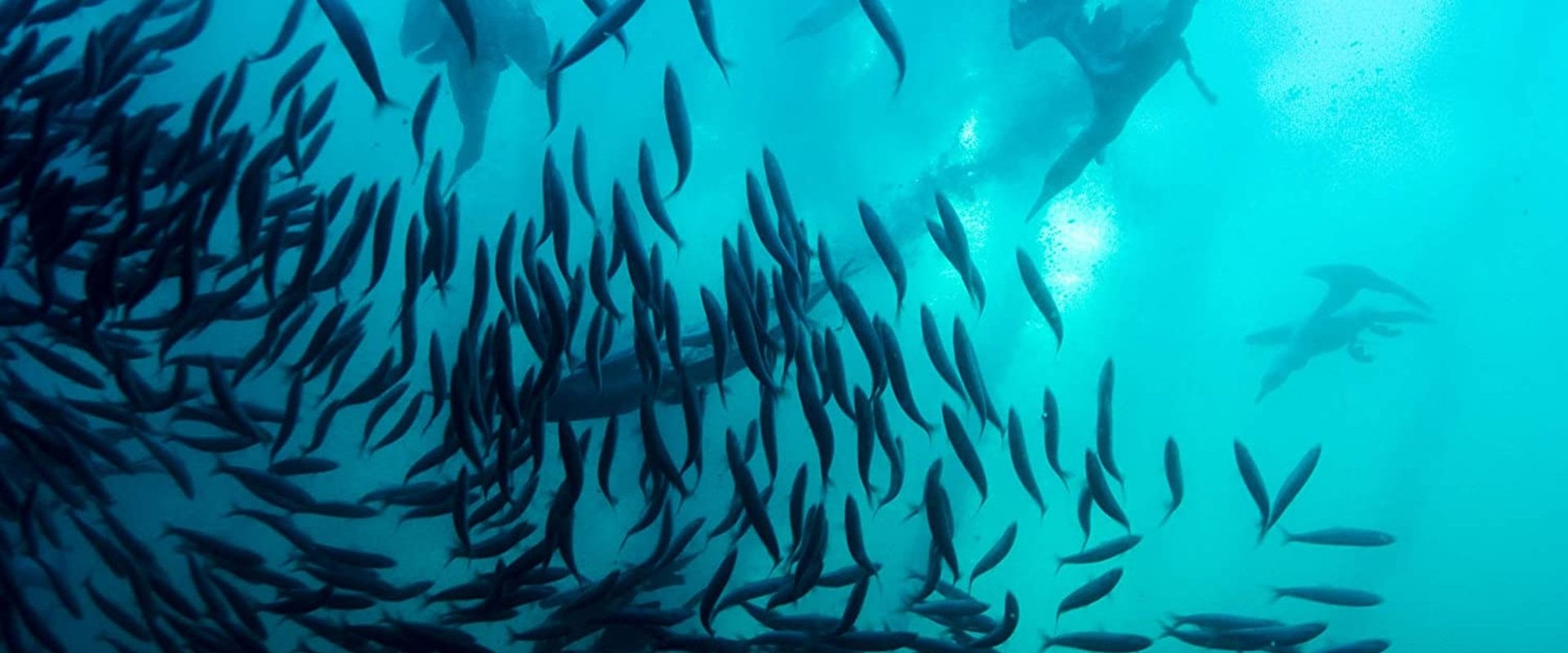 Wild Ocean