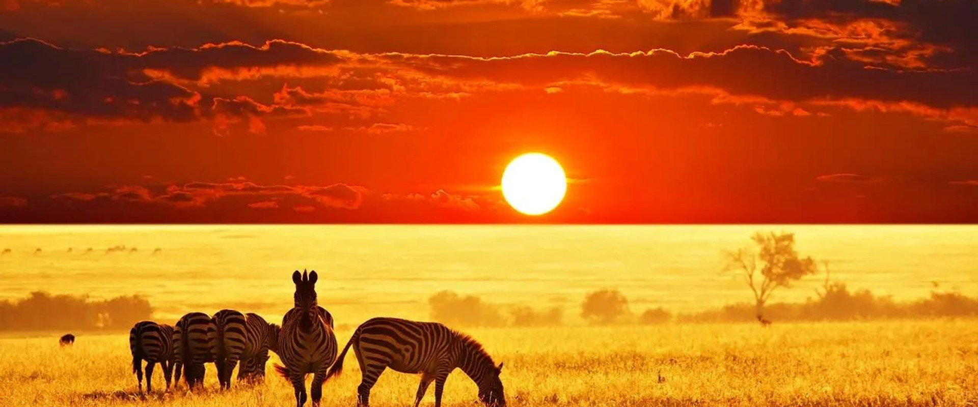 Predators Killing for a Living