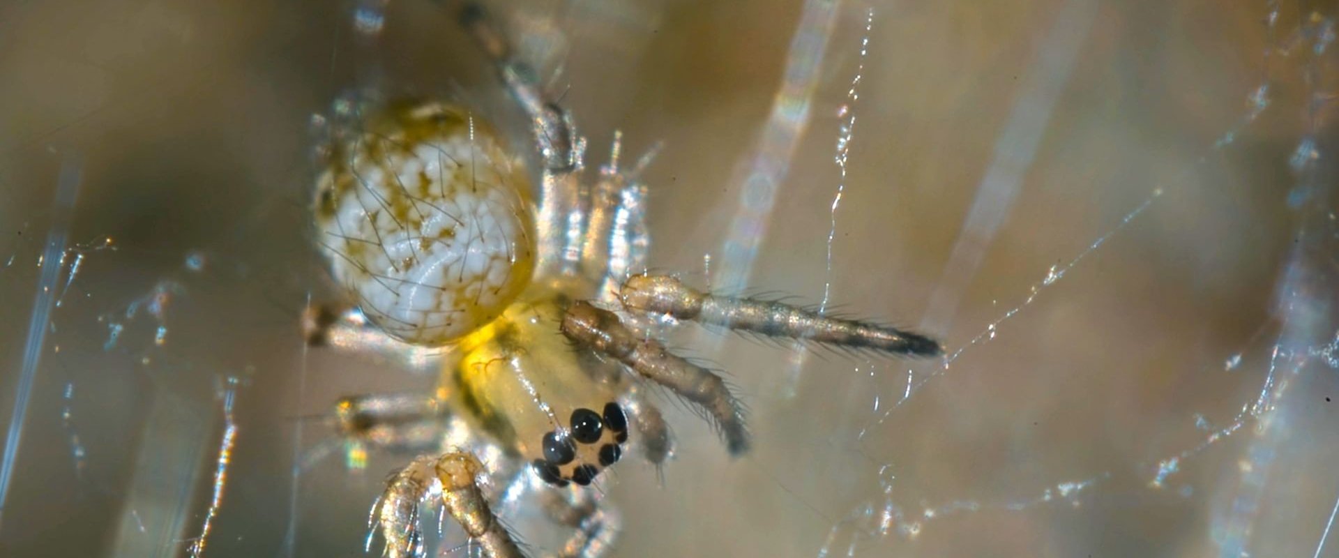 Nos chères bestioles