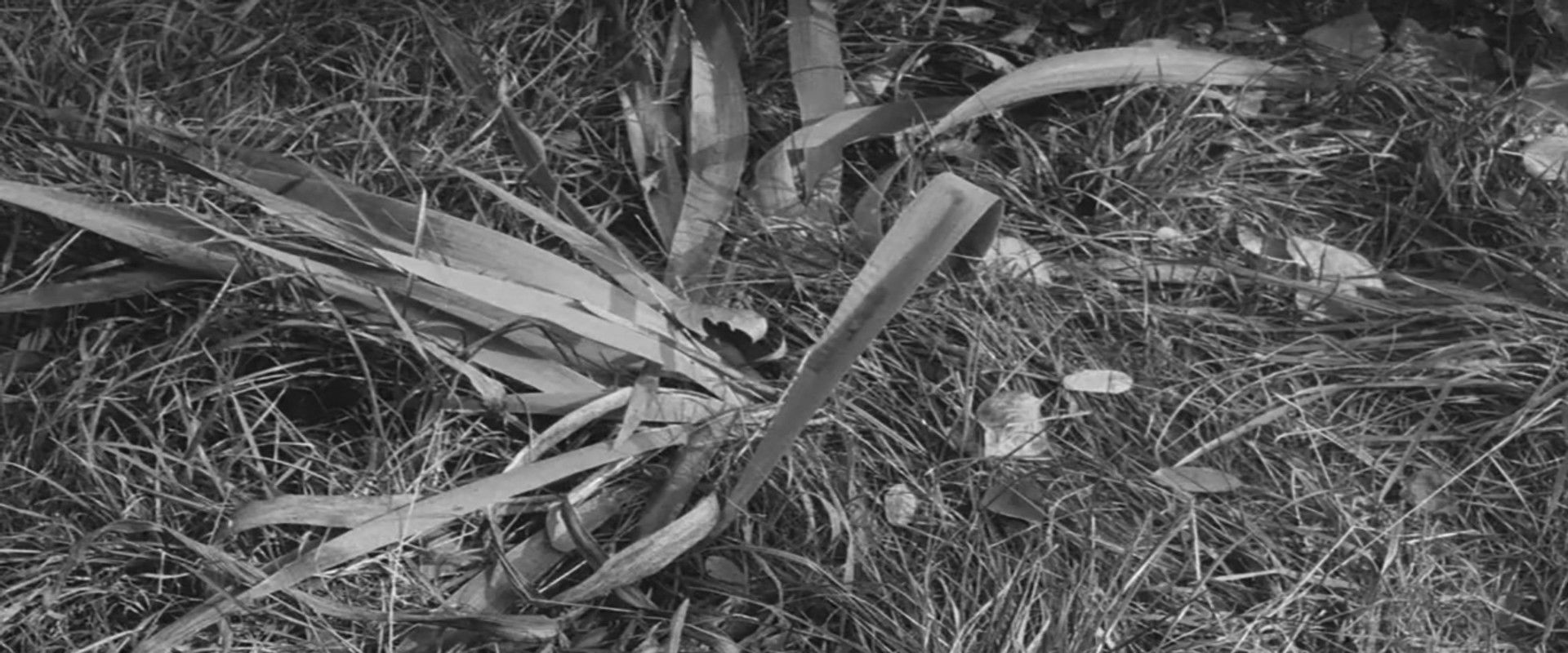 Our Dear Mr. Foerster Died's banner image