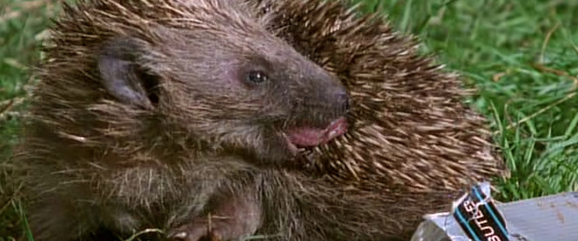 Weird Nature's banner image