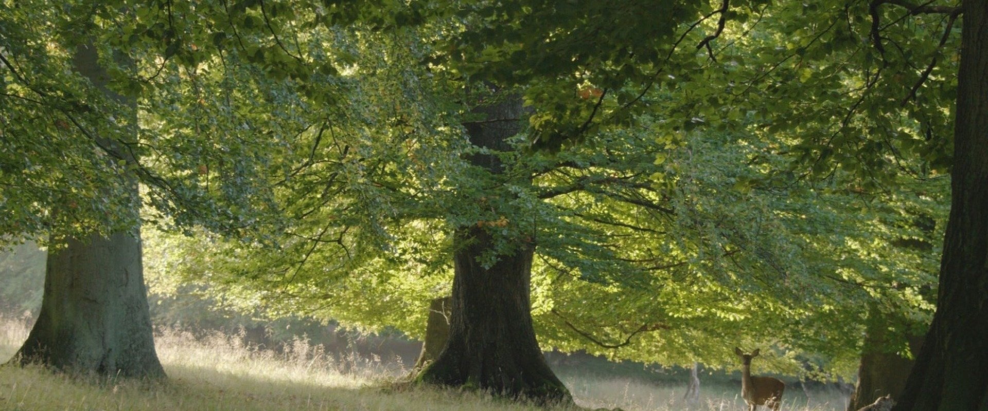 The Hidden Life of Trees