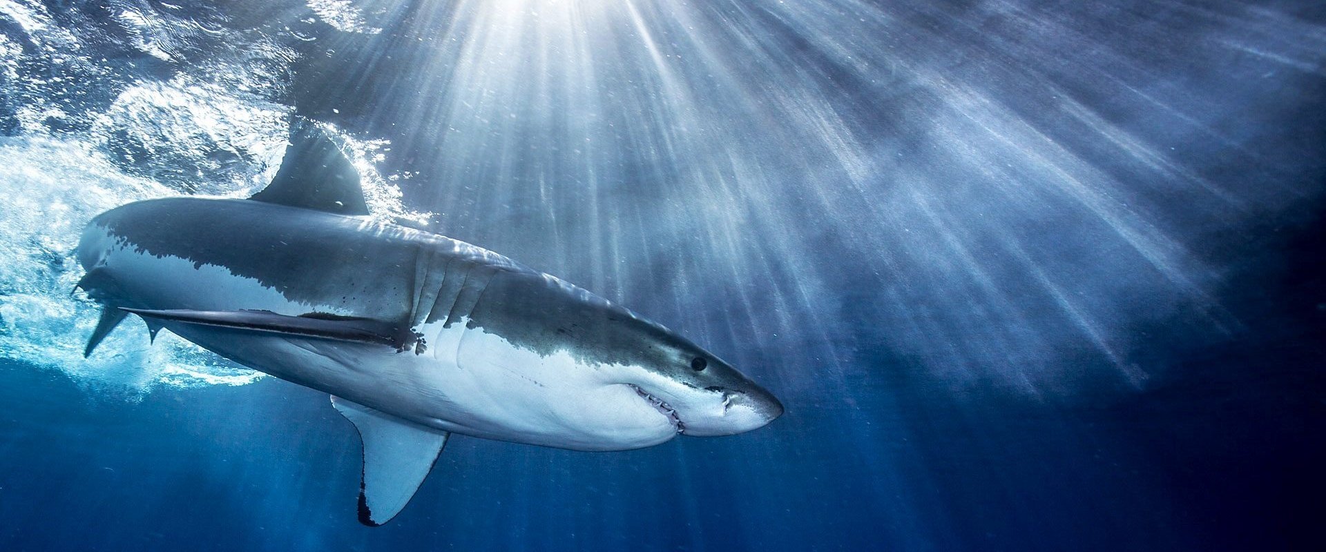 Shark