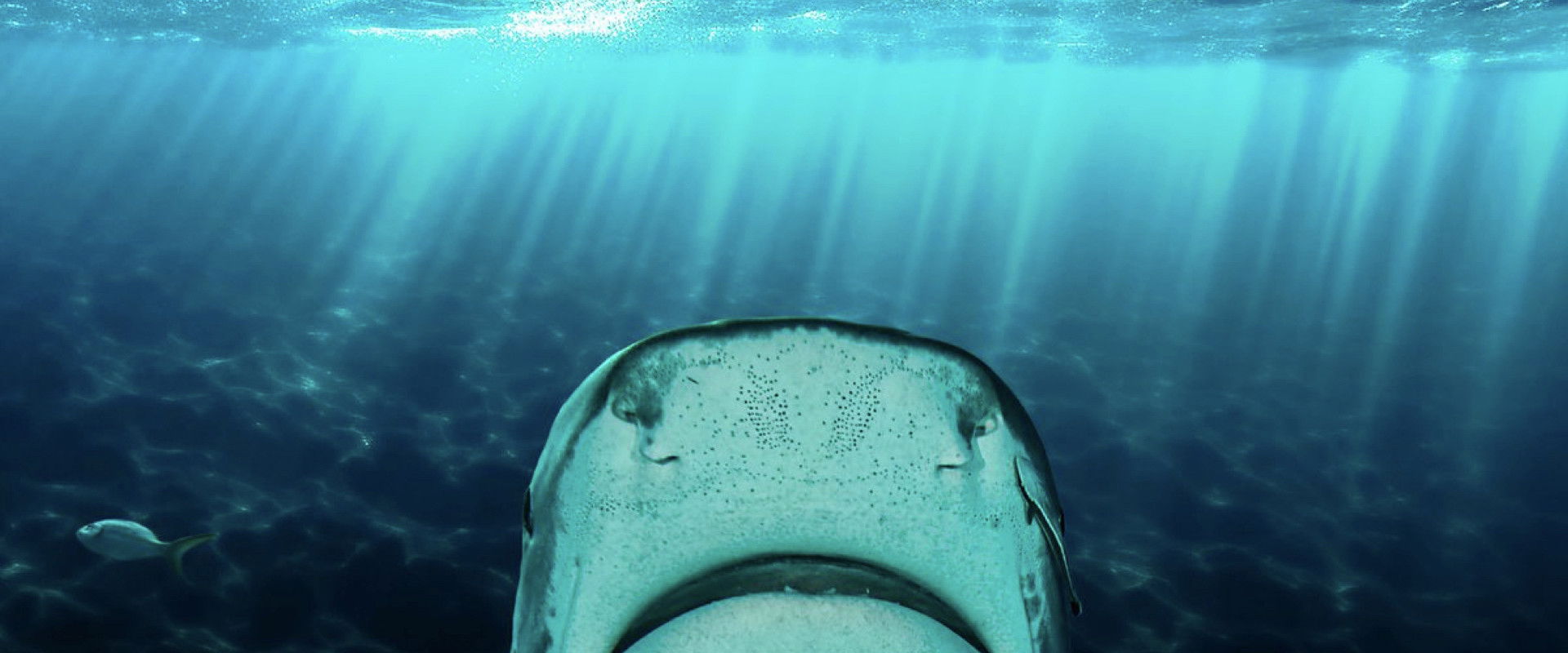 Why Sharks Attack's banner image