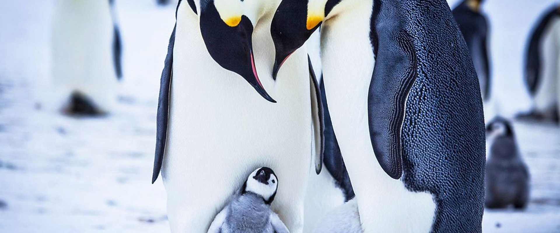 Snow Chick - A Penguin's Tale