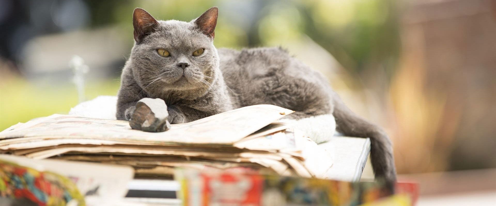 El asesinato de un gato