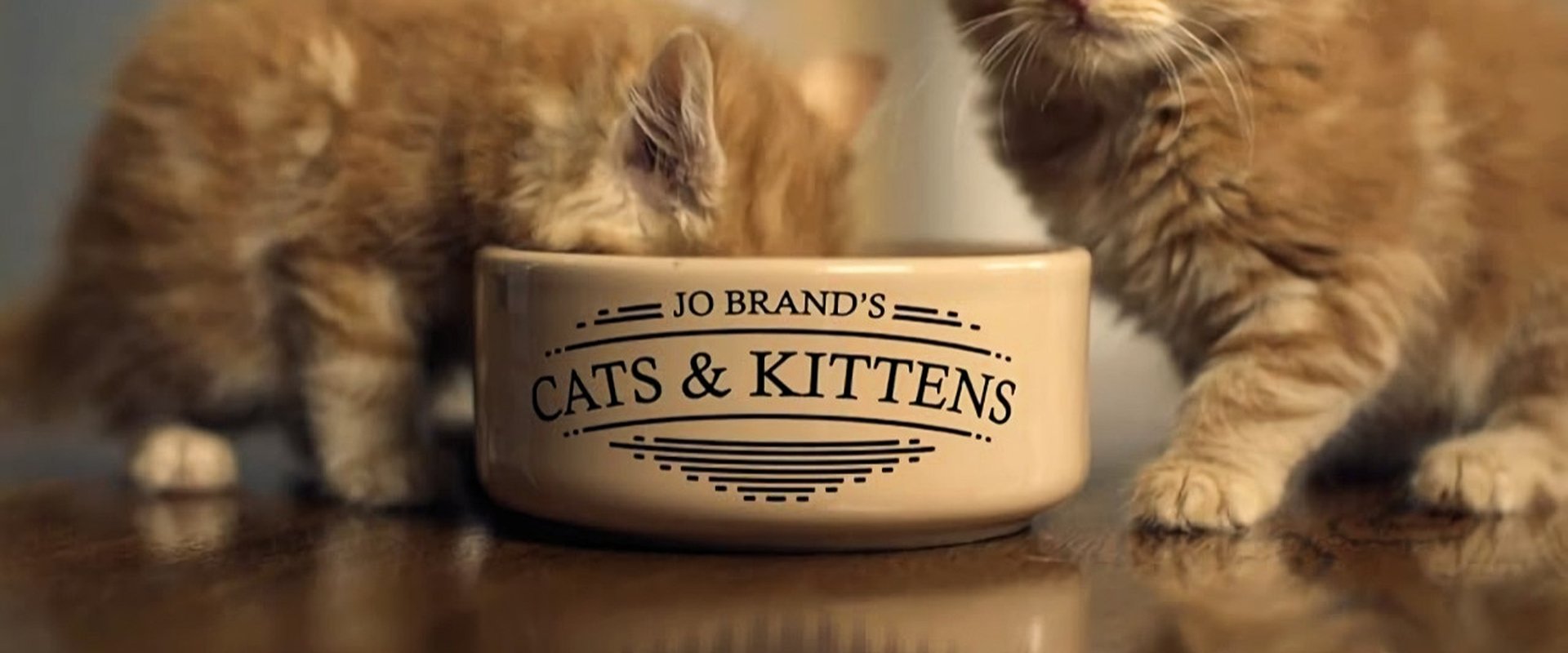 Jo Brand's Cats & Kittens