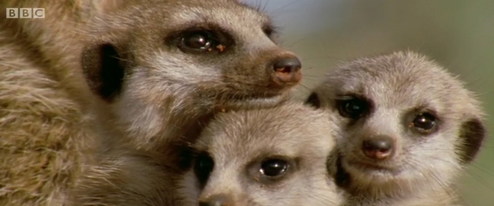 Animal Super Parents
