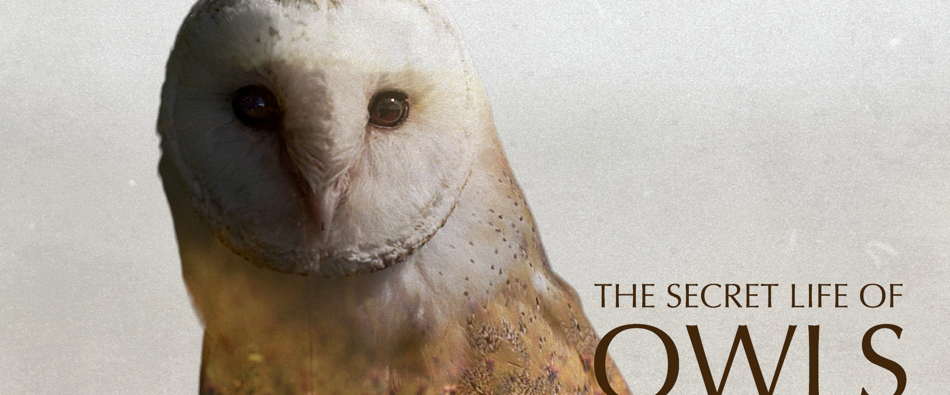 The Secret Life of Owls's banner image