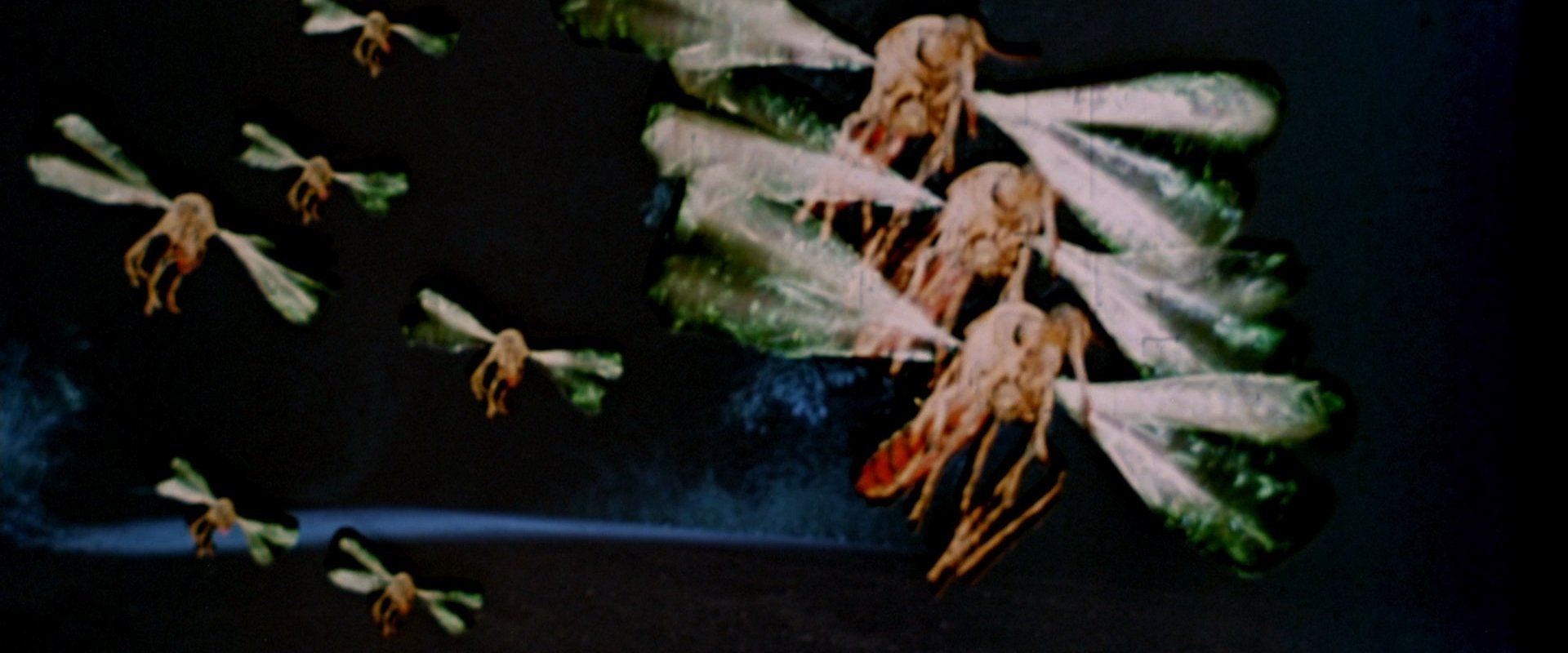 Mosquito