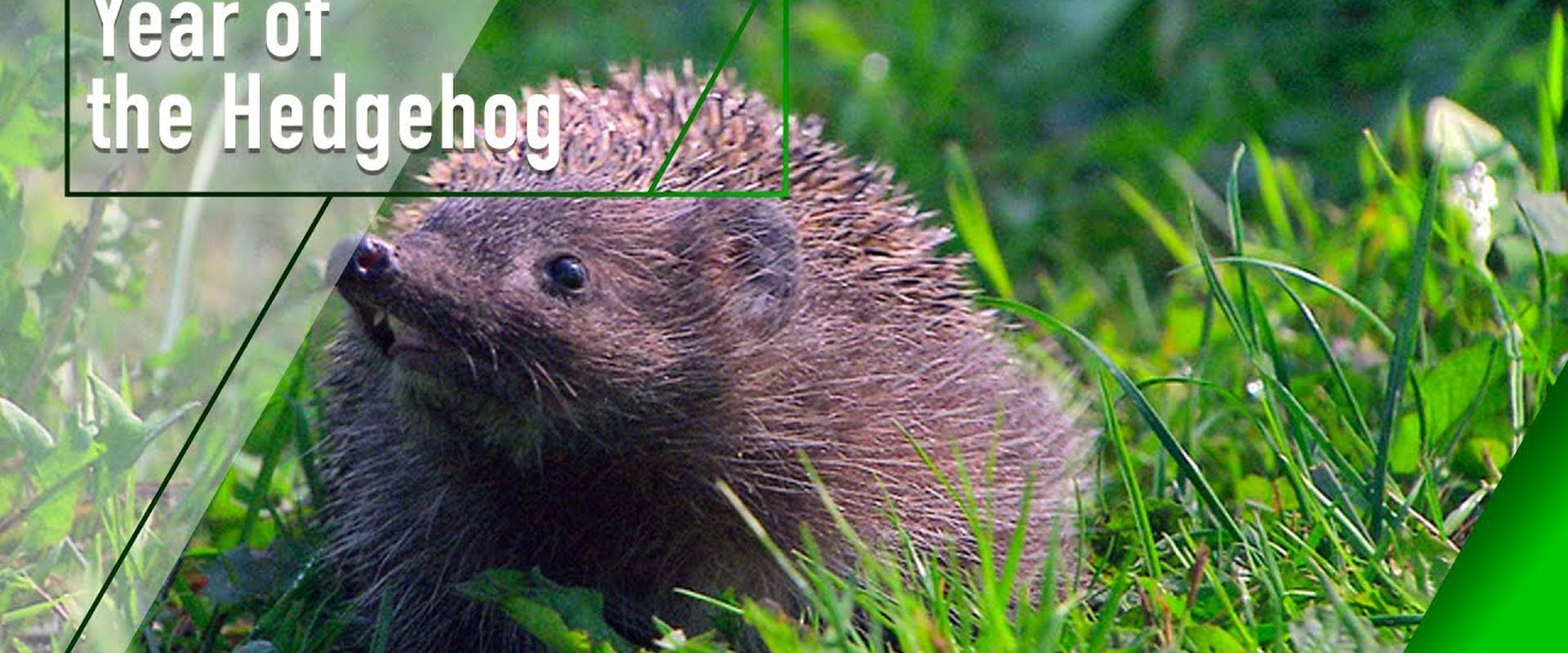 Year of the Hedgehog