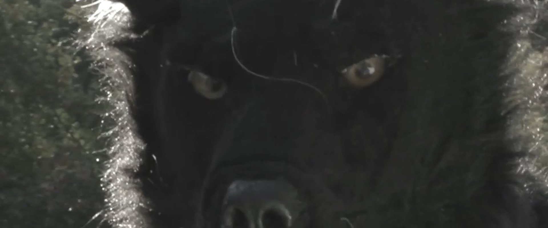 Dogman 2: The Wrath of the Litter