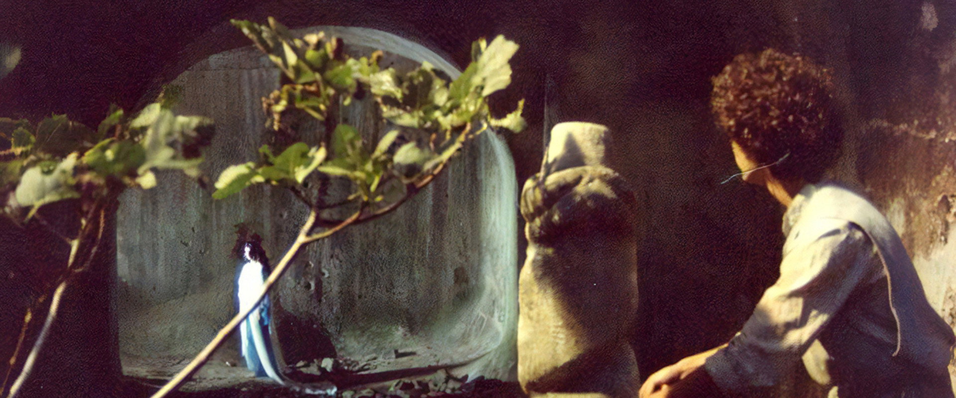 The Enchantress's banner image