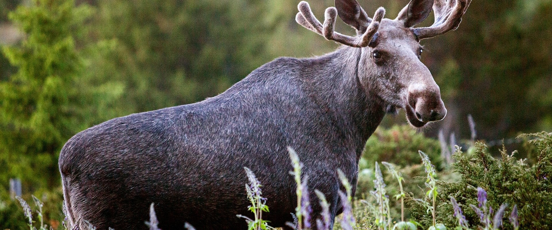 Den stora älgvandringen