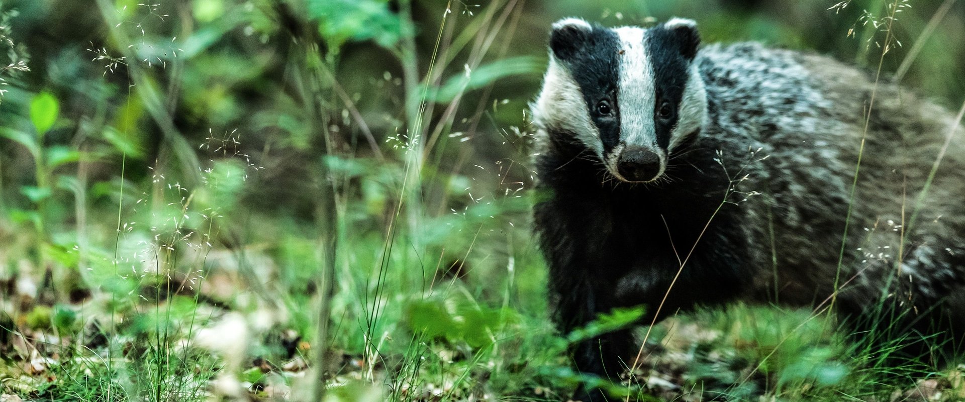 Badgers: Their Secret World