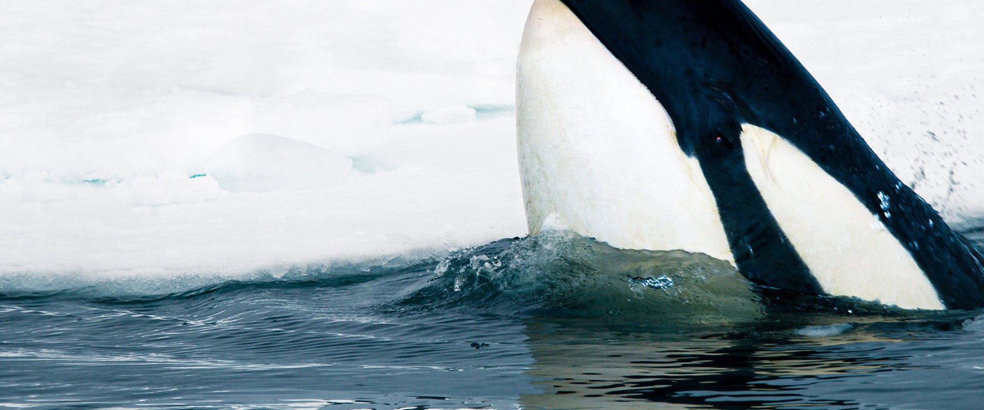 Expedition Killer Whale's banner image