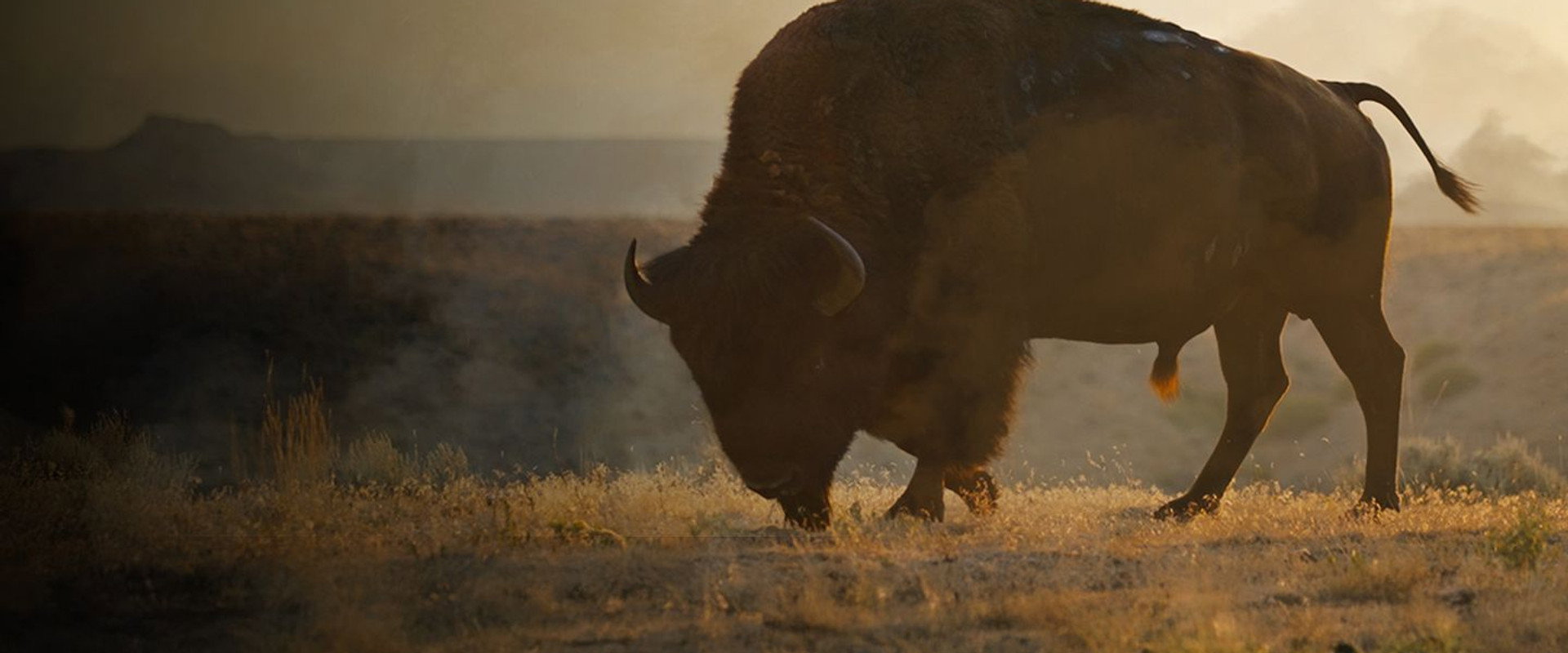 La grande prairie, le pacte du bison