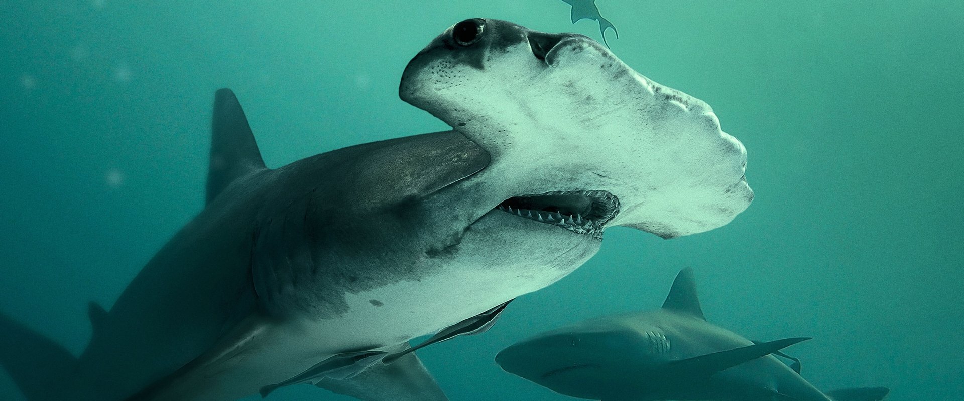 Bull Shark vs. Hammerhead
