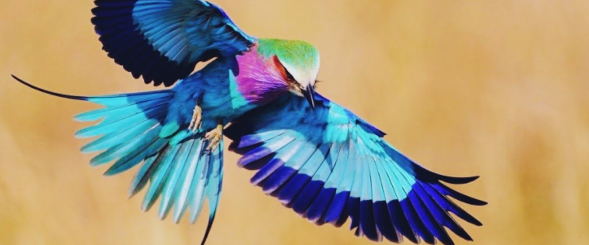 Birds