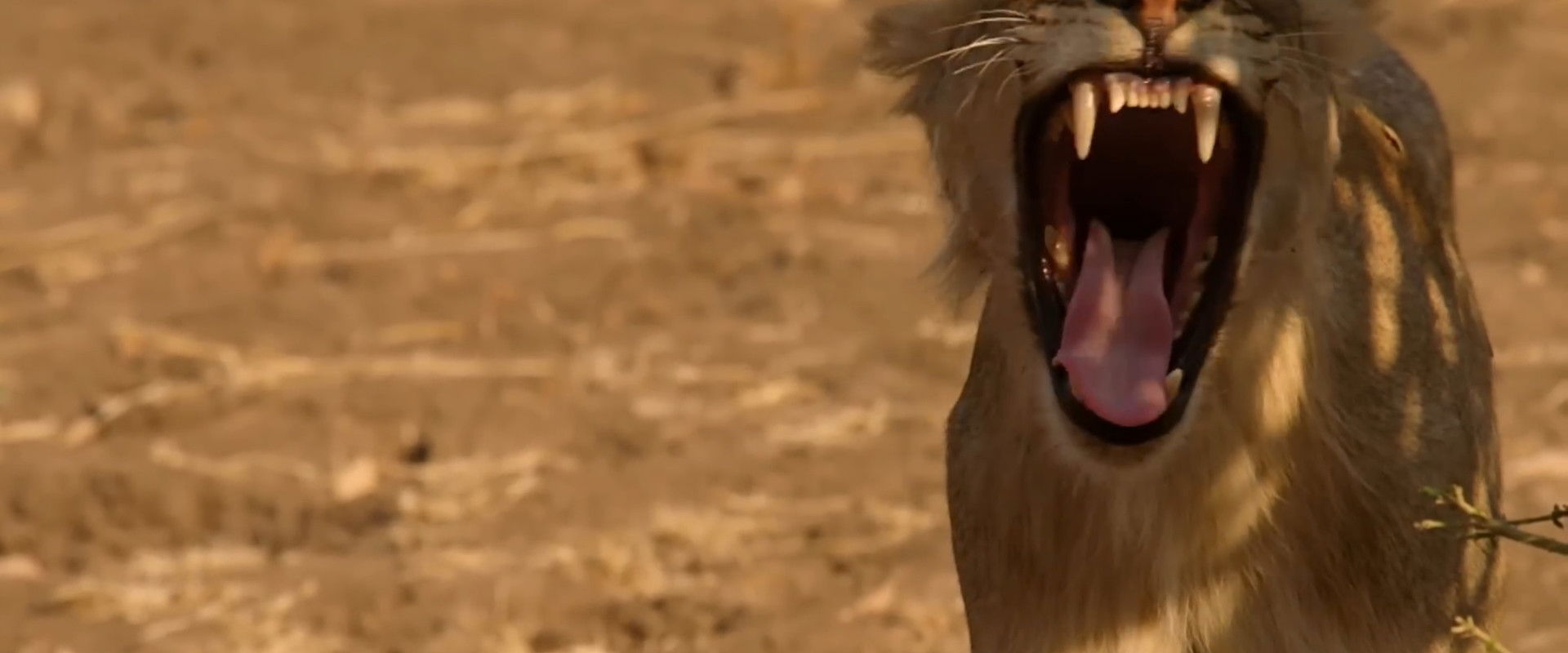 Lion Country: Night and Day