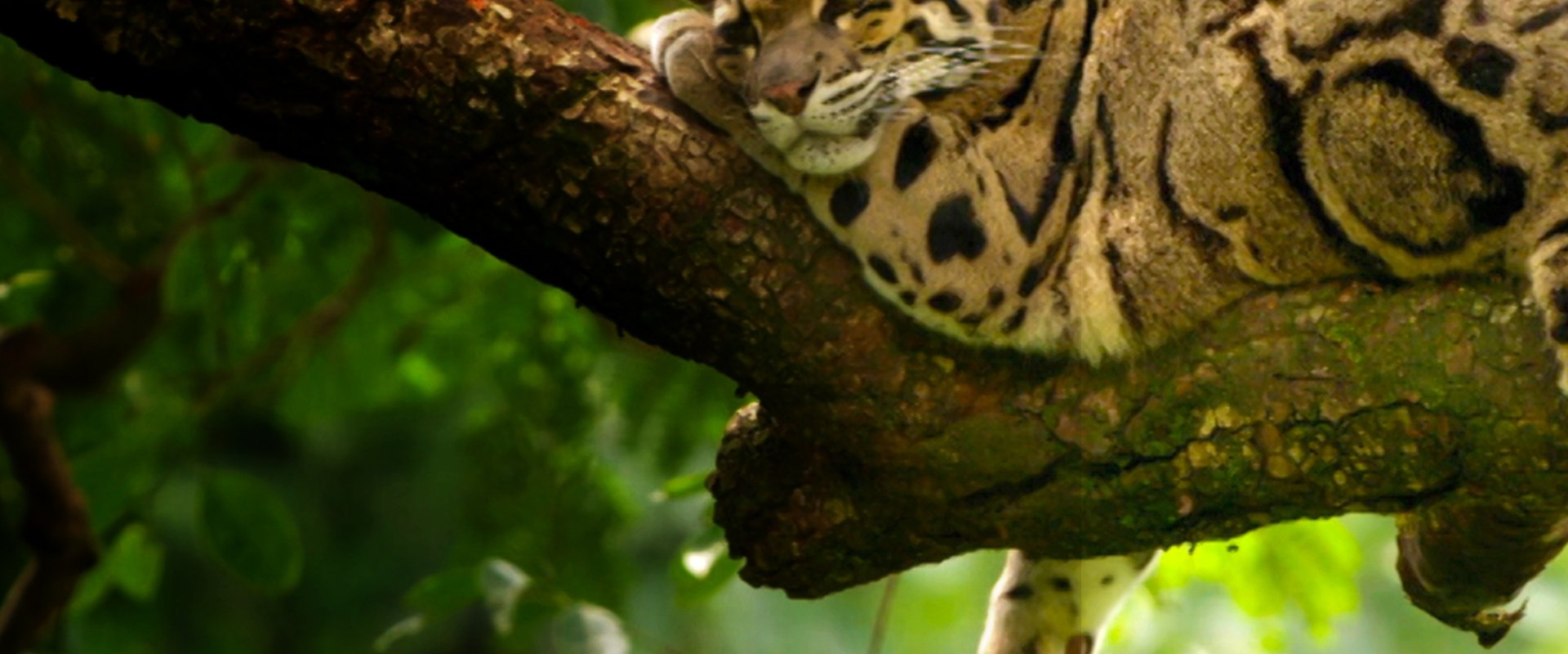 India's Wild Leopards