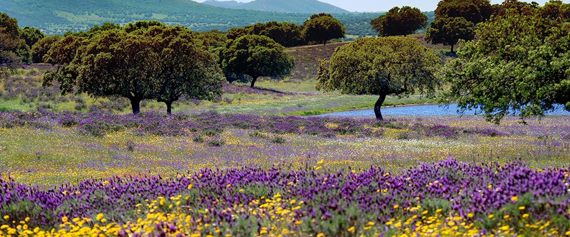 Wild Iberia