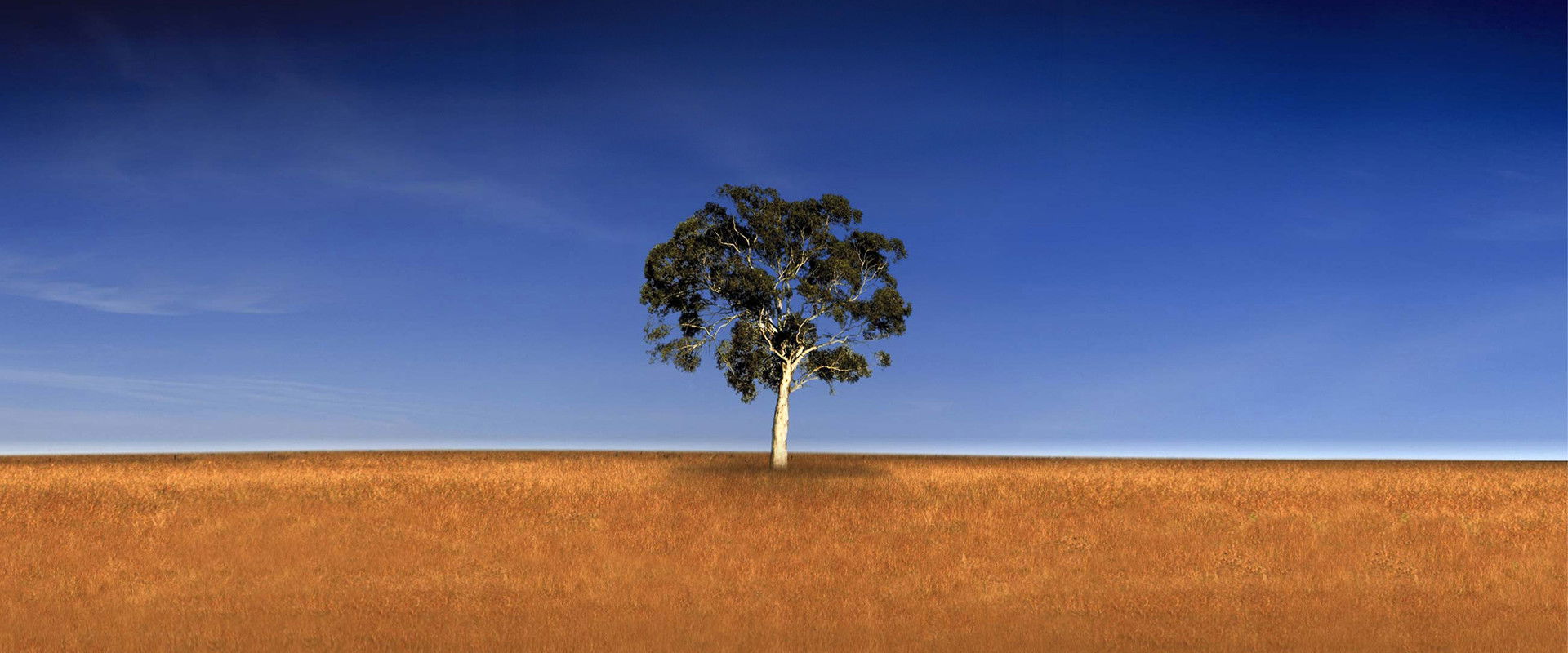 Who Do You Think You Are?