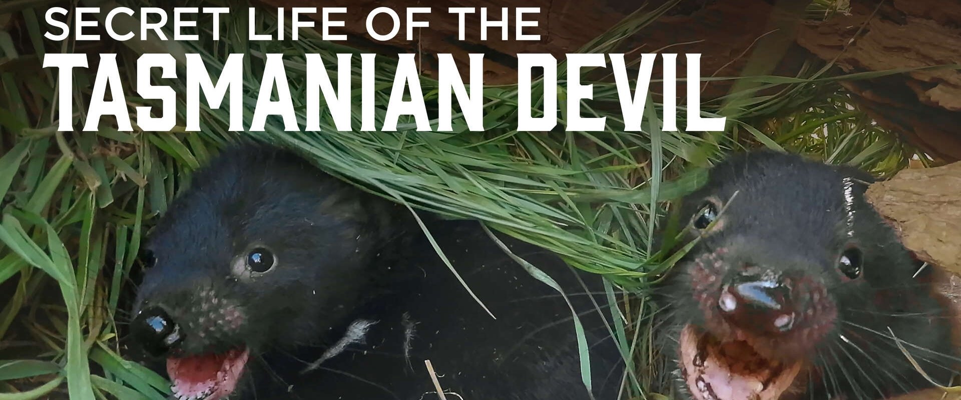 Secret Life Of The Tasmanian Devil