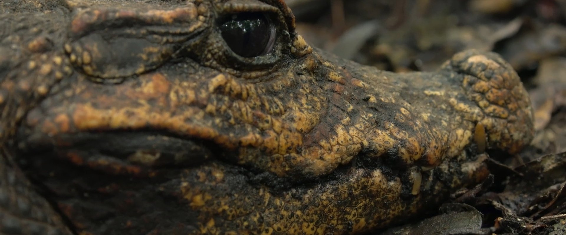 Cave Crocs of Gabon