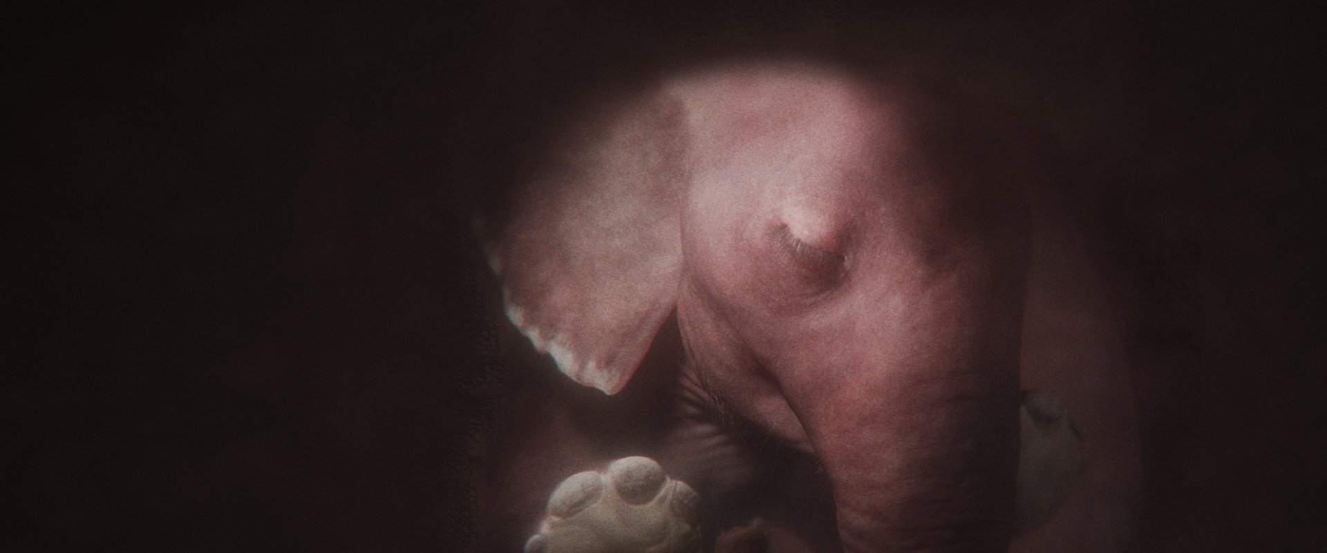 In the Womb: Animal Babies