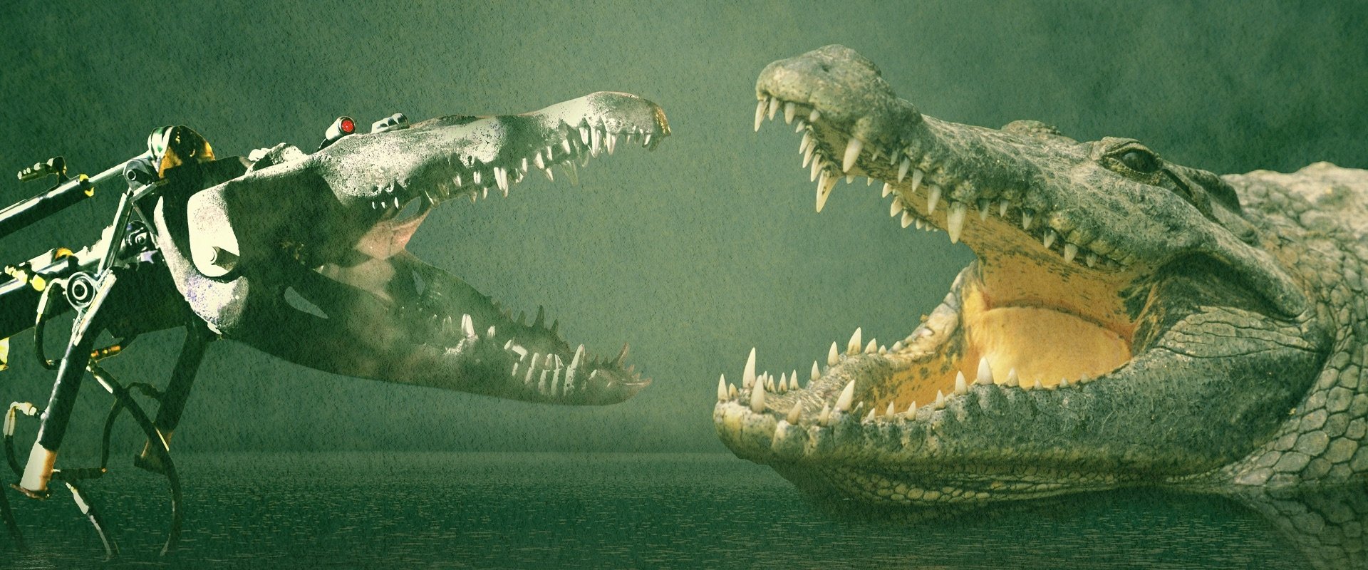 Animal Face-Off