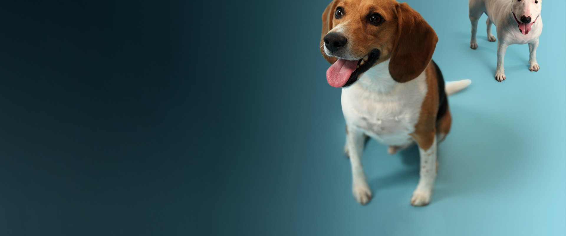 How Dogs Got Their Shapes